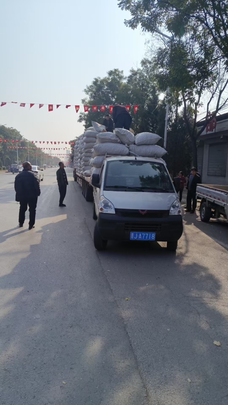 新二薄皮核桃一手货源全国发货量大价优欢迎随时联系