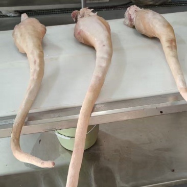 带皮牛尾巴，牛尾巴