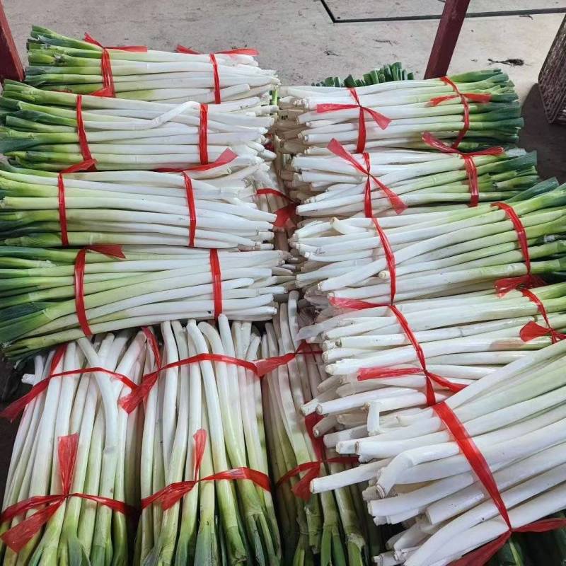 大葱初加工，山东大葱，去叶去皮，潍坊安丘，产地加工！
