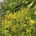 鲜野生菊花