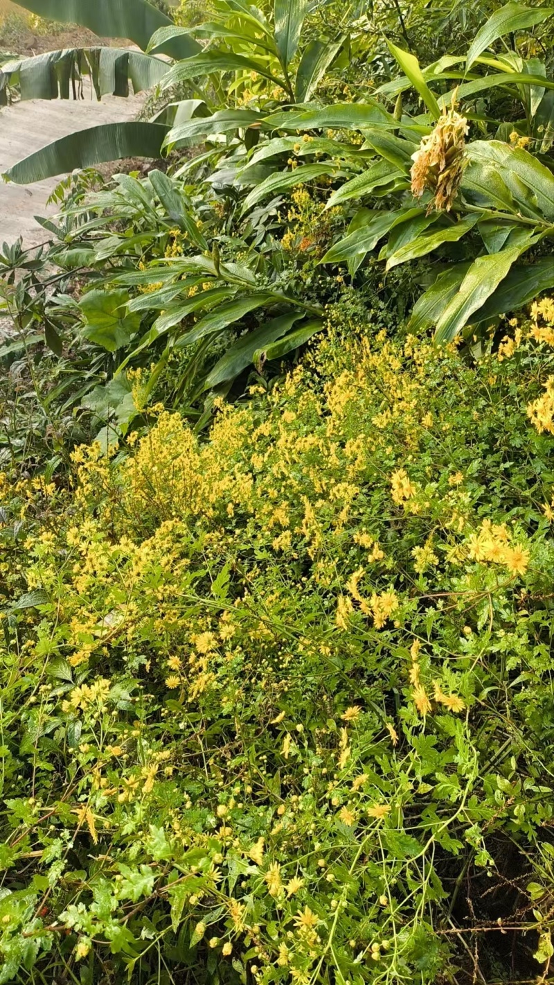 鲜野生菊花