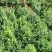 云南生态乔木普洱茶/产地直供/大量现货/通货/欢迎选购