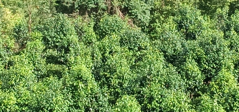 云南生态乔木普洱茶/产地直供/大量现货/通货/欢迎选购