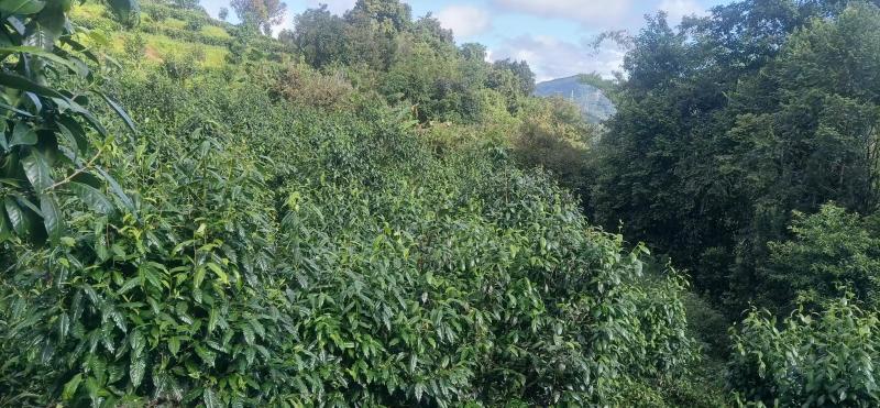 云南生态乔木普洱茶/产地直供/大量现货/通货/欢迎选购