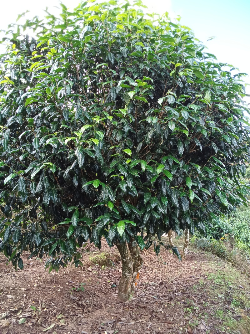 云南生态乔木普洱茶/产地直供/大量现货/通货/欢迎选购