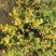 鲜野生菊花