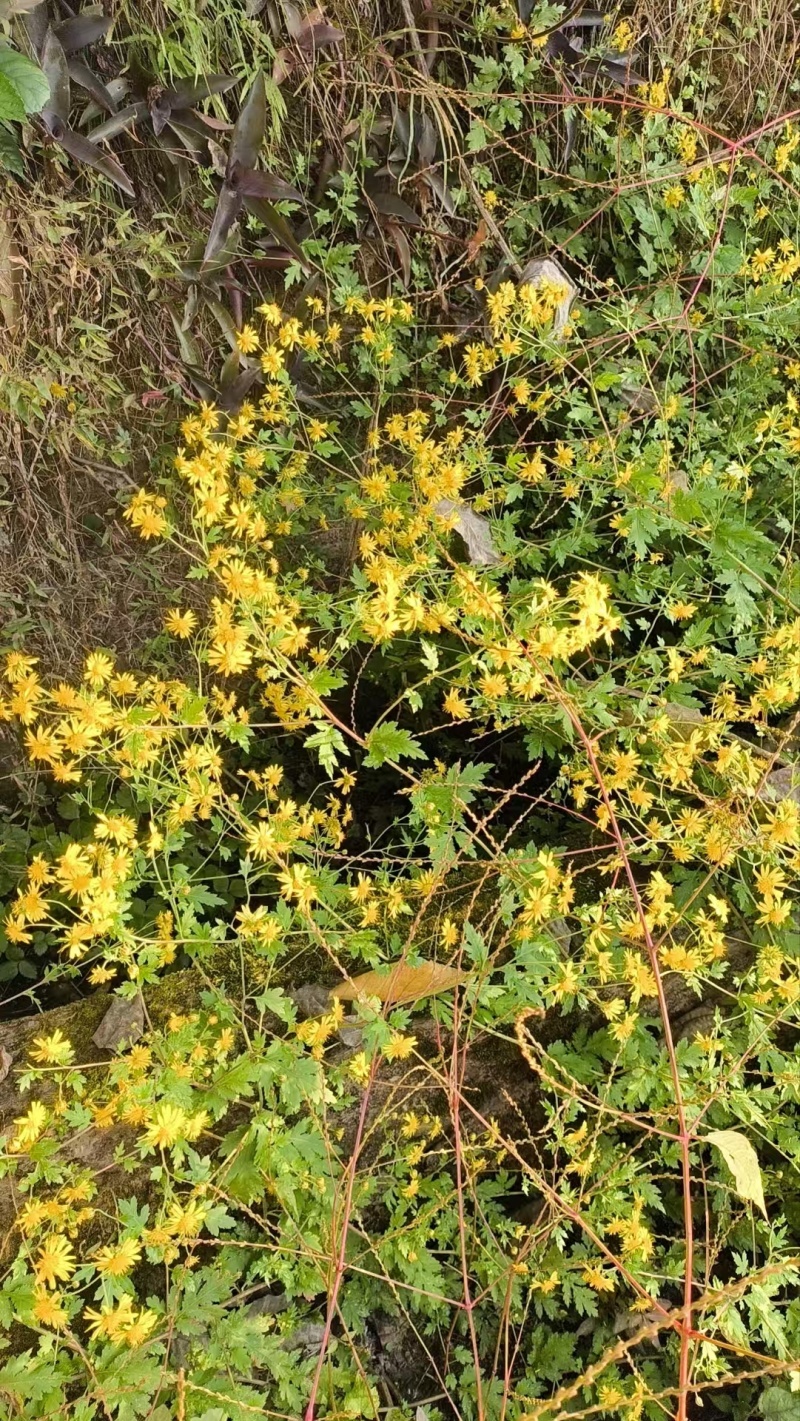 鲜野生菊花
