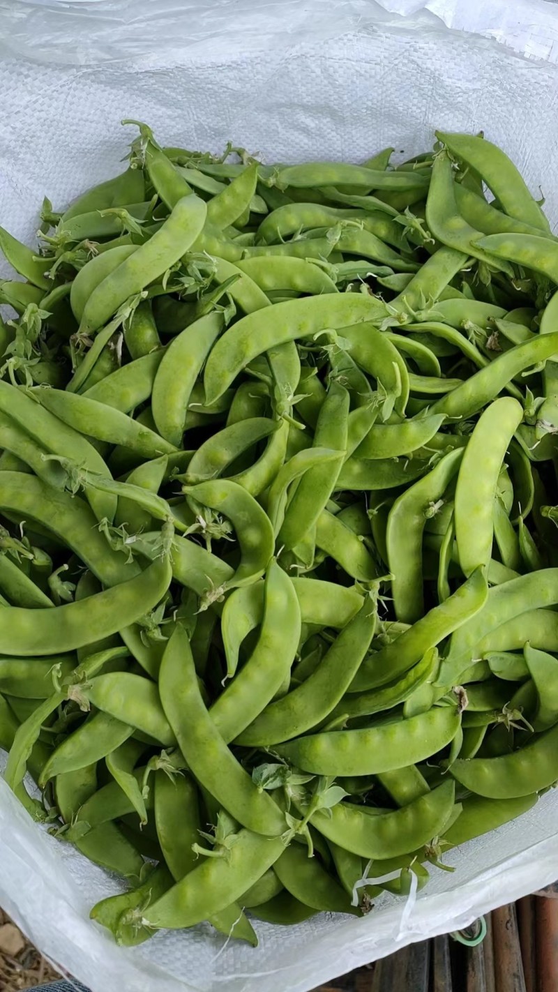 横县何兰豆角超标货