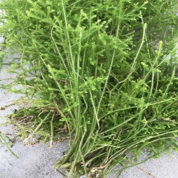 大山自采野生伸筋草小伸筋草石松龙须草小伸筋百部伸
