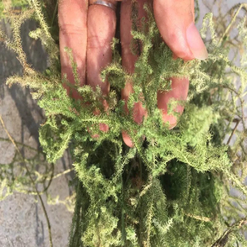 大山自采野生伸筋草小伸筋草石松龙须草小伸筋百部伸