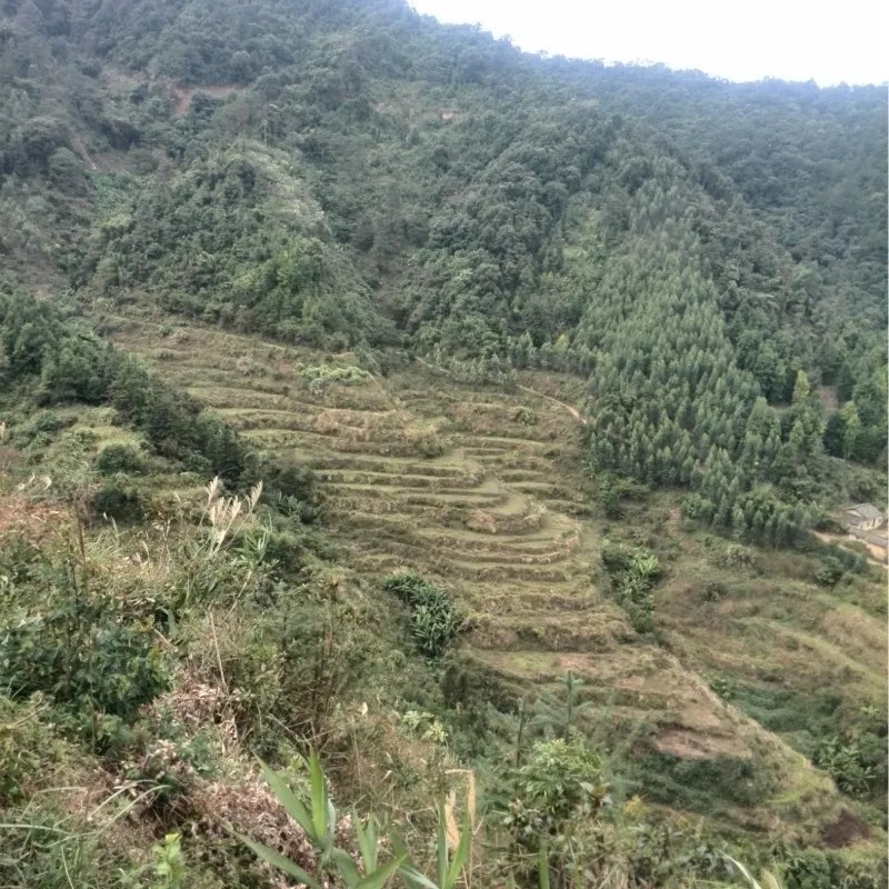 大山自采野生伸筋草小伸筋草石松龙须草小伸筋百部伸