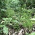 大山自采野生伸筋草小伸筋草石松龙须草小伸筋百部伸
