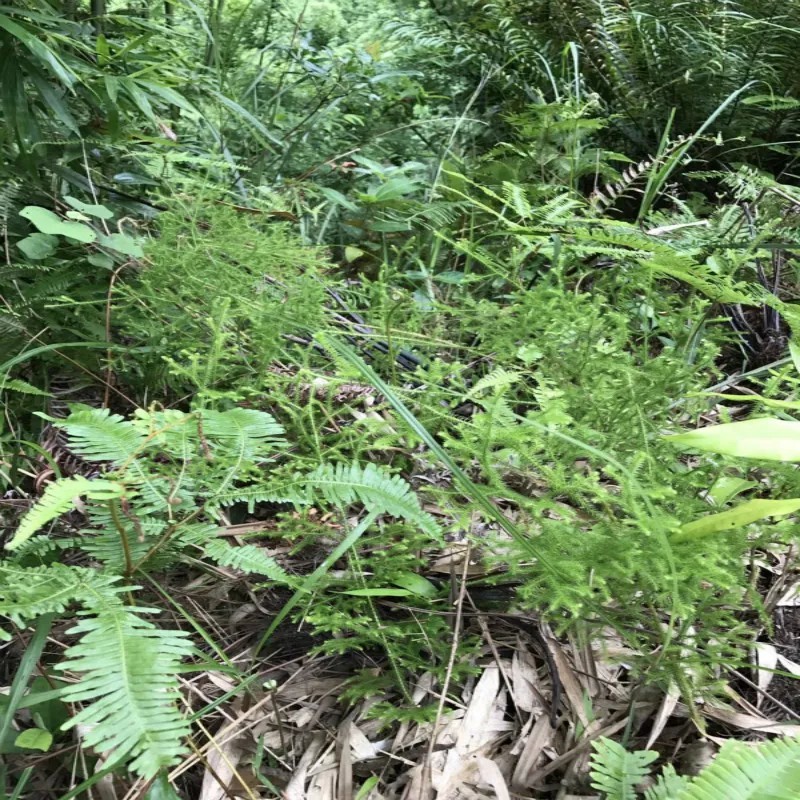 大山自采野生伸筋草小伸筋草石松龙须草小伸筋百部伸