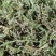 大山自采野生伸筋草小伸筋草石松龙须草小伸筋百部伸