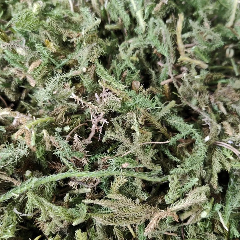 大山自采野生伸筋草小伸筋草石松龙须草小伸筋百部伸