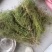 大山自采野生伸筋草小伸筋草石松龙须草小伸筋百部伸