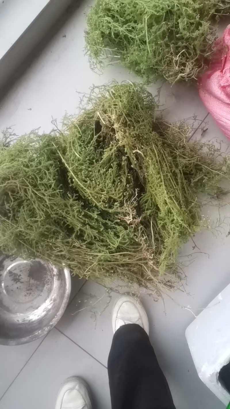 大山自采野生伸筋草小伸筋草石松龙须草小伸筋百部伸