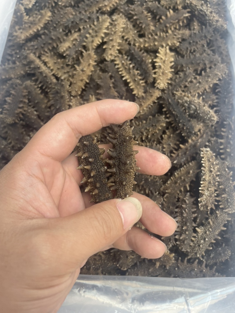 淡干海参，大连参，刺参，疗参，泡发率高，回头率高