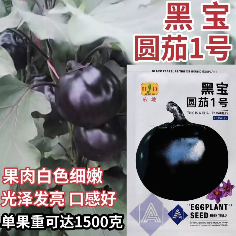 大果黑圆茄种子肉厚白色细嫩皮光滑高产大田播种圆茄种子耐运