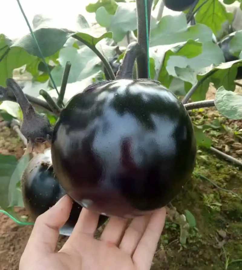 大果黑圆茄种子肉厚白色细嫩皮光滑高产大田播种圆茄种子耐运