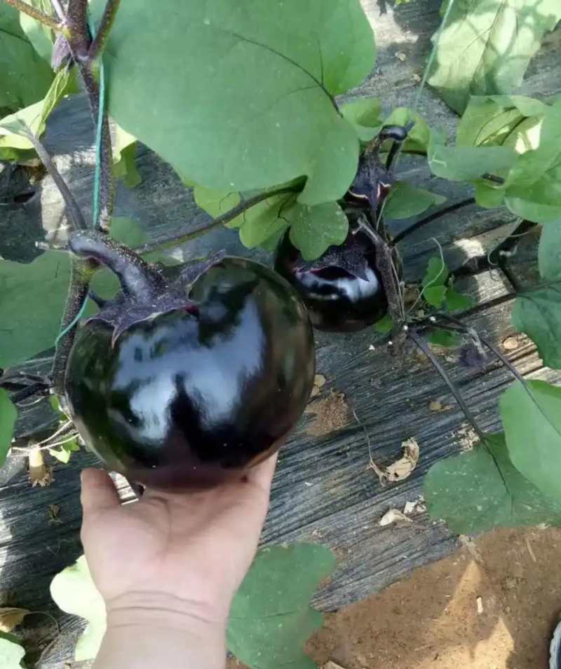 大果黑圆茄种子肉厚白色细嫩皮光滑高产大田播种圆茄种子耐运