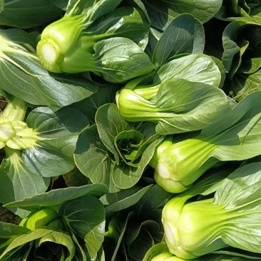 精品露天矮脚青菜