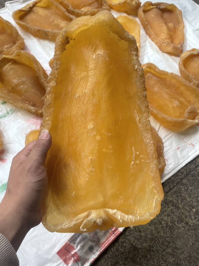 黄花胶，鱼胶，斗湖胶，斗湖公，赤嘴公，赤嘴，超大斗湖