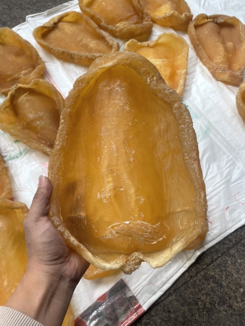 黄花胶，鱼胶，斗湖胶，斗湖公，赤嘴公，赤嘴，超大斗湖