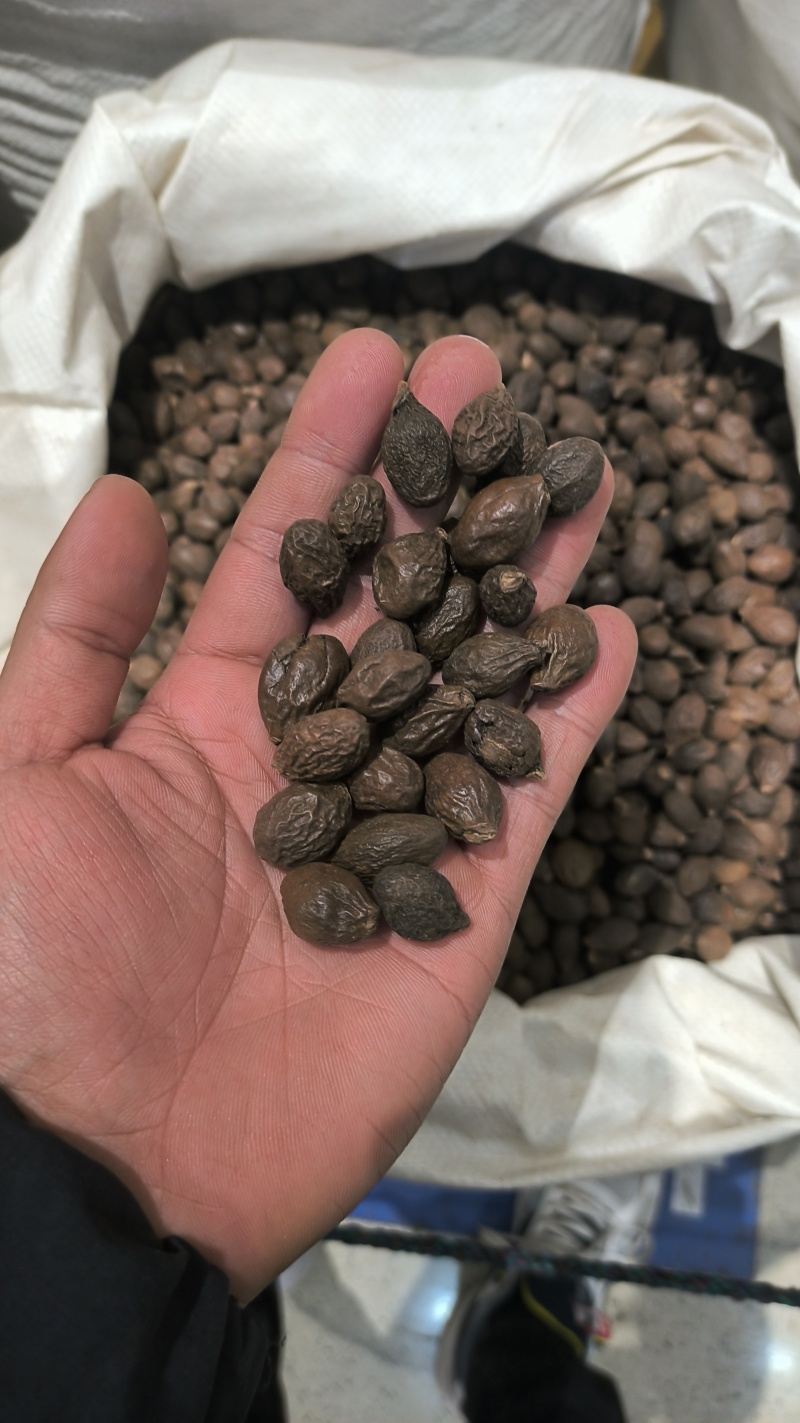胖大海广西胖大海规格齐全无硫质量保证批发零售各种规