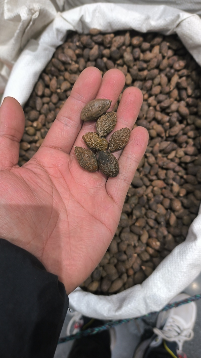 胖大海广西胖大海规格齐全无硫质量保证批发零售各种规