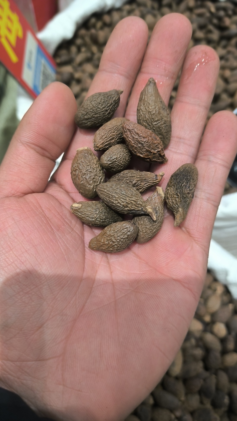 胖大海广西胖大海规格齐全无硫质量保证批发零售各种规