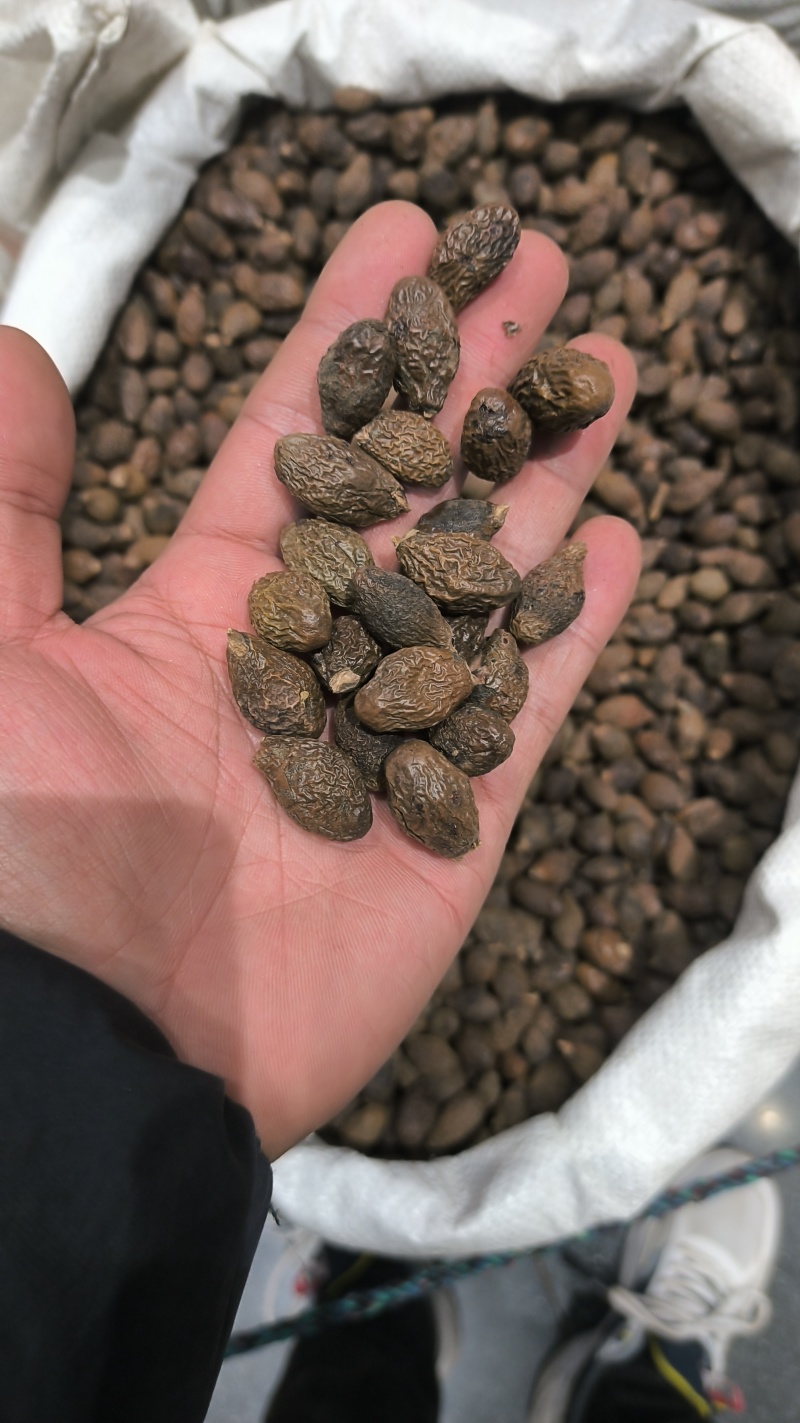胖大海广西胖大海规格齐全无硫质量保证批发零售各种规