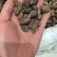 胖大海广西胖大海规格齐全无硫质量保证批发零售各种规