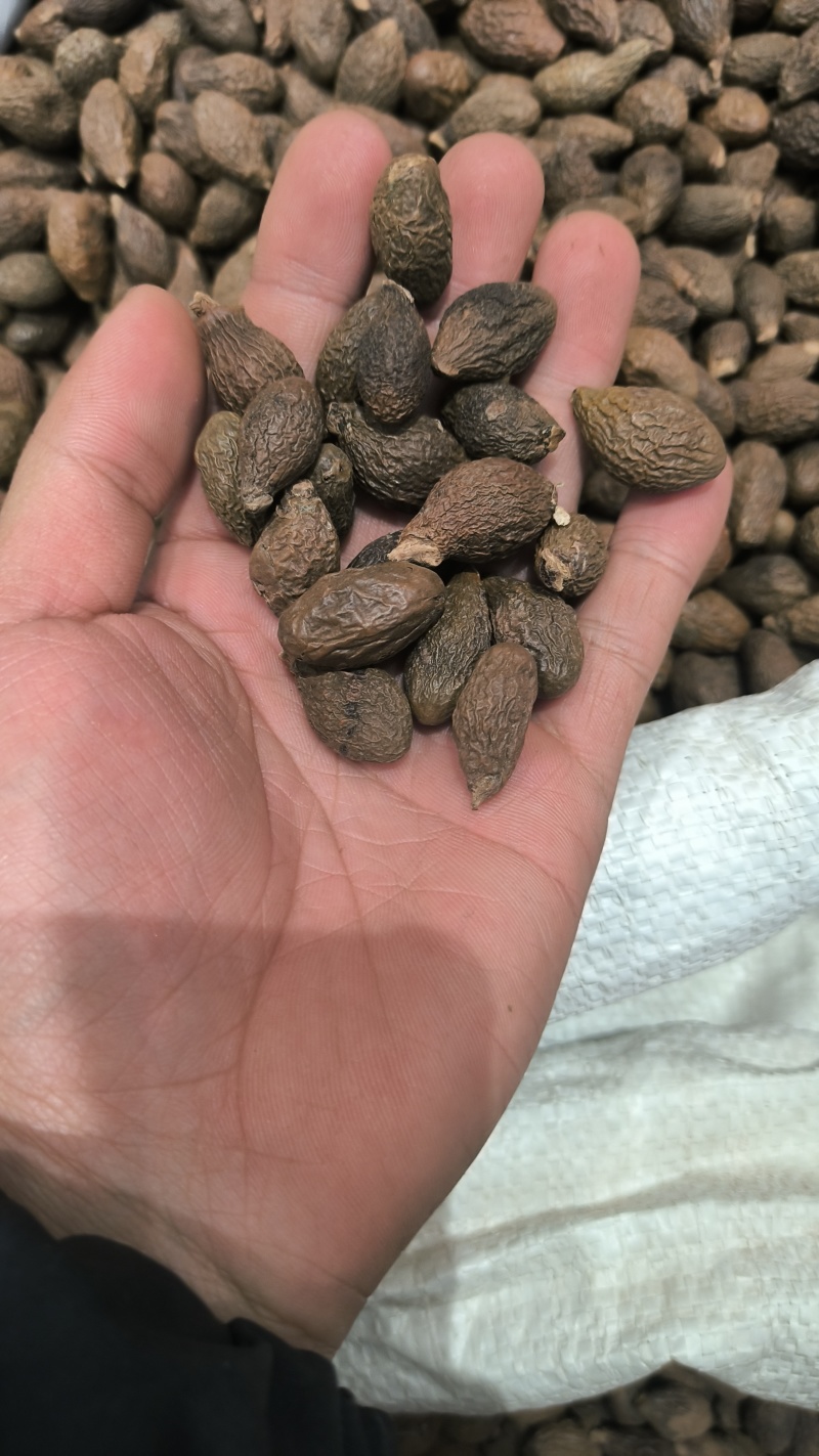 胖大海广西胖大海规格齐全无硫质量保证批发零售各种规