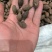 胖大海广西胖大海规格齐全无硫质量保证批发零售各种规