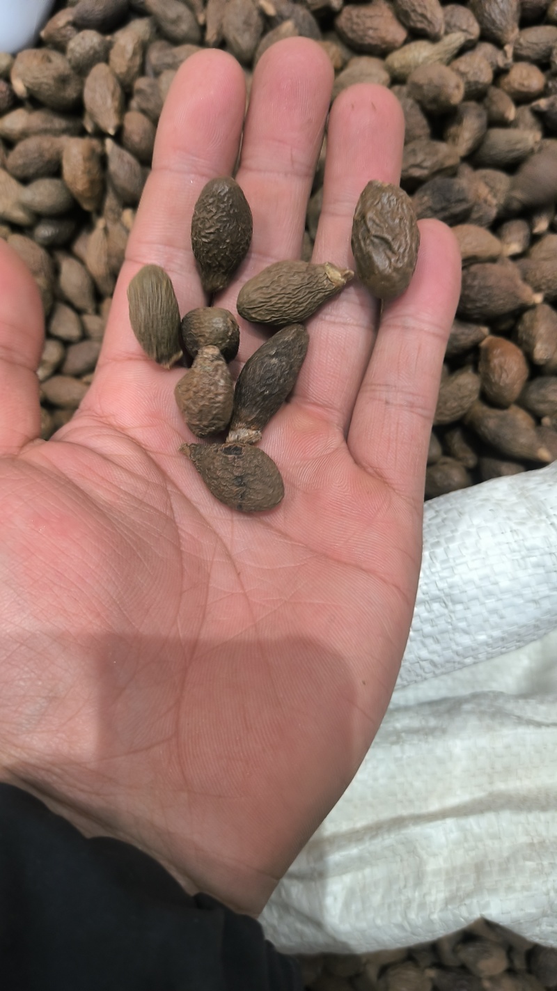 胖大海广西胖大海规格齐全无硫质量保证批发零售各种规