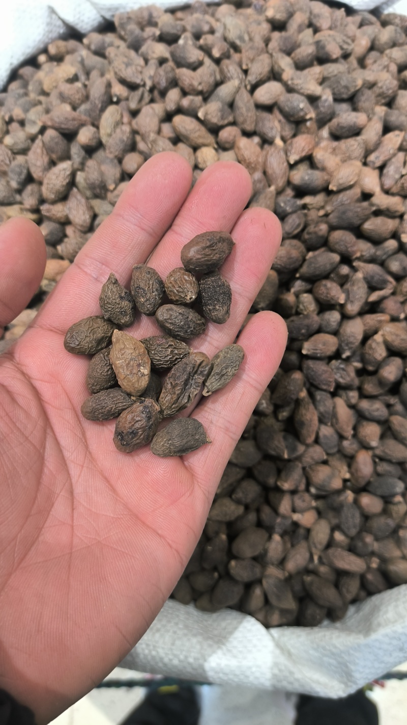 胖大海广西胖大海规格齐全无硫质量保证批发零售各种规