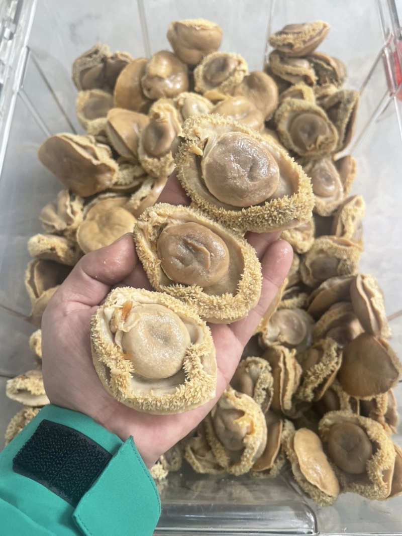 鲍鱼，干鲍，塘心鲍，大鲍鱼，酒店，会所，自用款