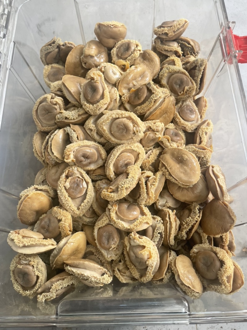 鲍鱼，干鲍，塘心鲍，大鲍鱼，酒店，会所，自用款