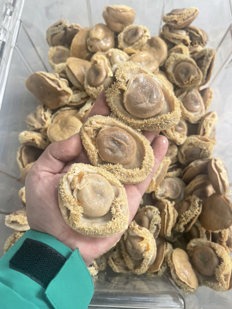 鲍鱼，干鲍，塘心鲍，大鲍鱼，酒店，会所，自用款