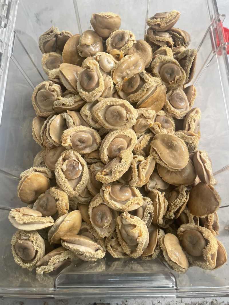 鲍鱼，干鲍，塘心鲍，大鲍鱼，酒店，会所，自用款