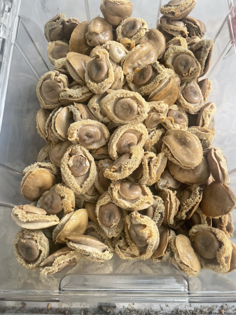 鲍鱼，干鲍，塘心鲍，大鲍鱼，酒店，会所，自用款