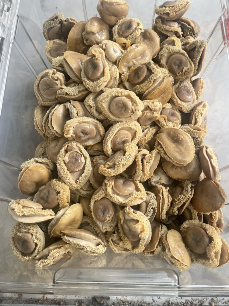 鲍鱼，干鲍，塘心鲍，大鲍鱼，酒店，会所，自用款