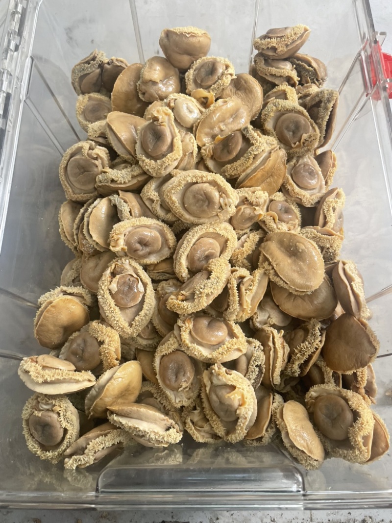 鲍鱼，干鲍，塘心鲍，大鲍鱼，酒店，会所，自用款