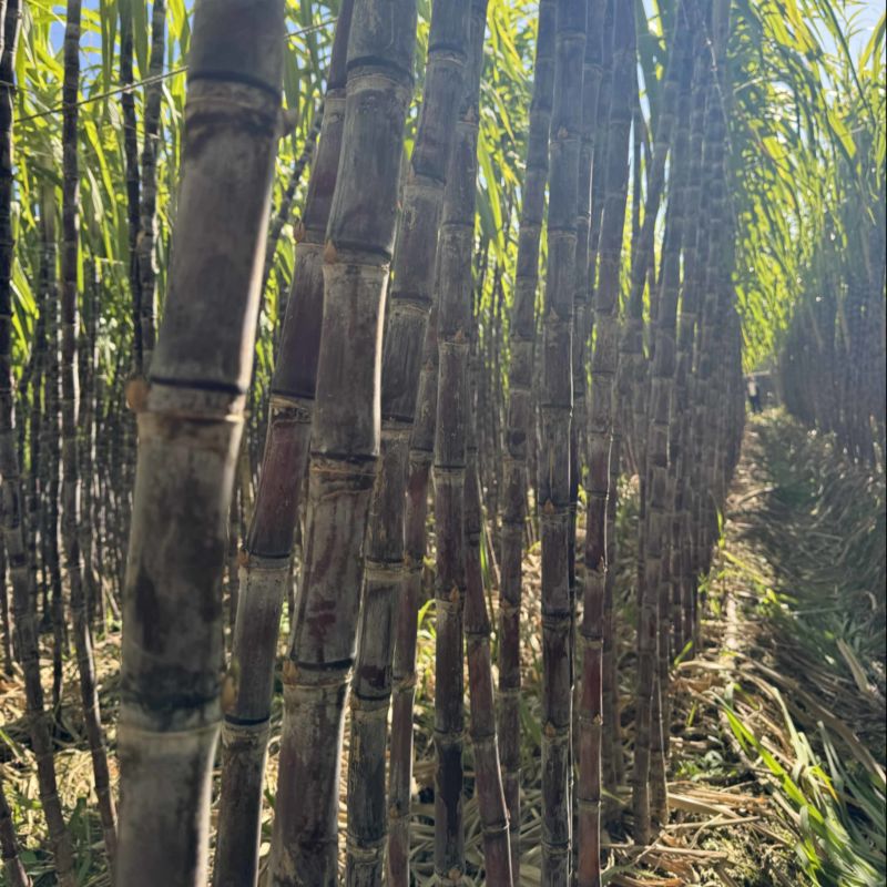 广东韶关翁源甘蔗/黑皮甘蔗/清甜脆口/结巴颜色漂亮