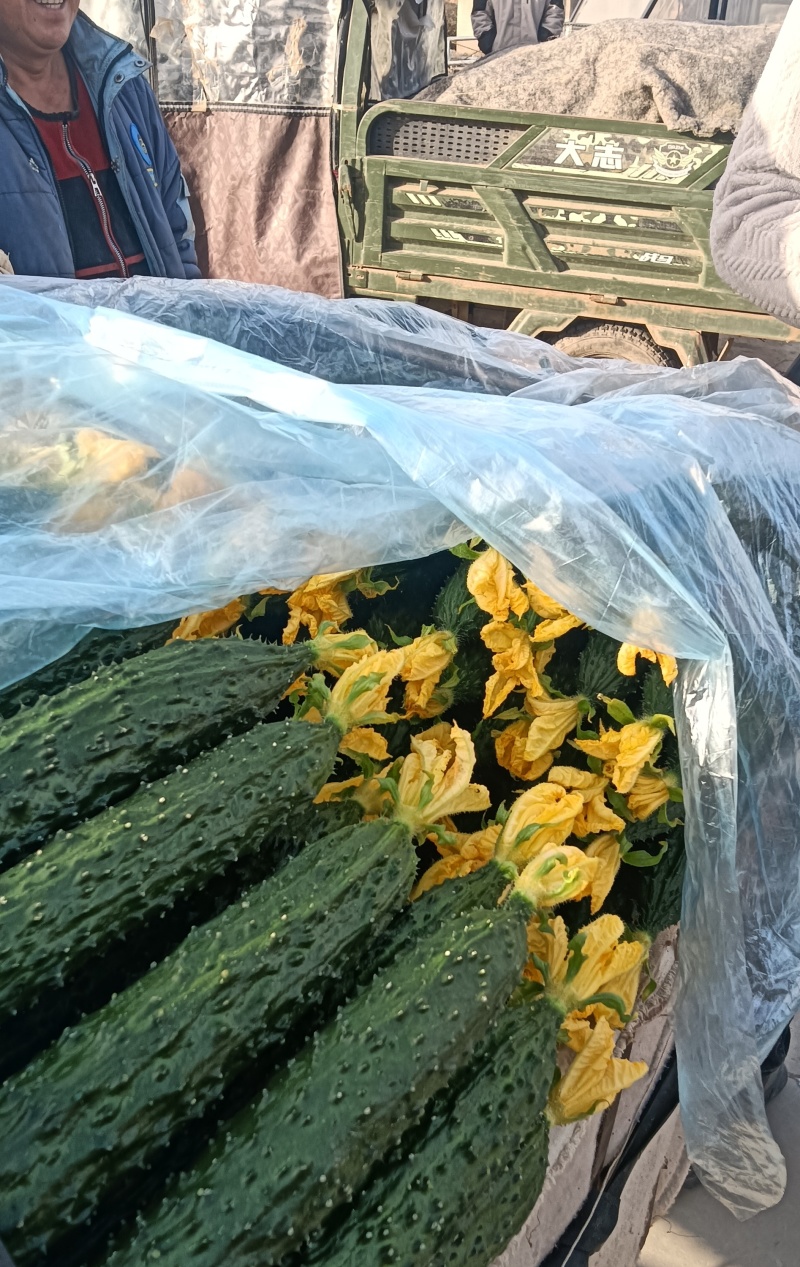 精品鲜花黄瓜