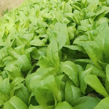 孔雀菜