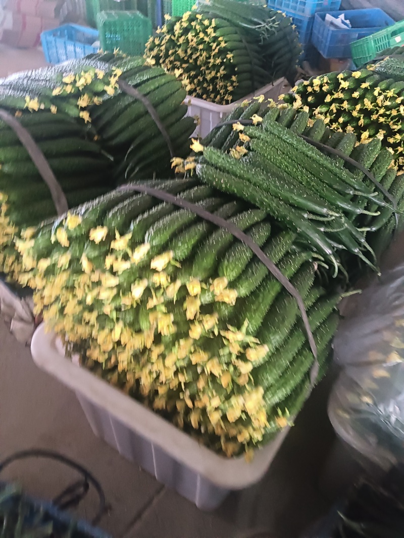 精品鲜花黄瓜