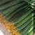 精品鲜花黄瓜