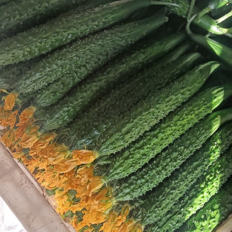 精品鲜花黄瓜